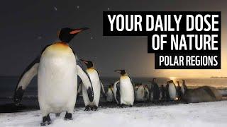 A daily dose of nature | polar regions | WWF