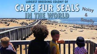 Exploring the Largest Breeding Colony of Cape Fur Seals in the World!  Noisy, Smelly, and Up Close