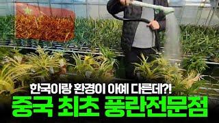 (난초tv 중국편) 중국 최초  1호 풍란 전문점 "풍란당"  샤먼 냔징현에서 만나요