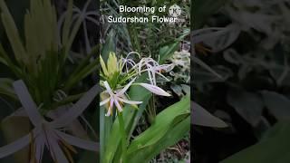 Blooming of Sudarshan Flower/Time Lapse Video #shorts #gardenknowledgehub