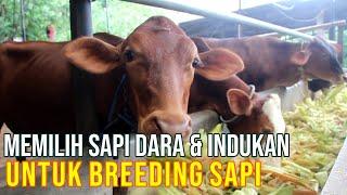 Cara Memilih Sapi Betina Dara Indukan Untuk Breeding