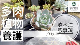 劉家花園-多肉植物養護系列｜澆水的注意事項｜生長期到了該怎麼給水？｜什麼叫澆透？