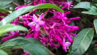 Fuschia arborescens, The Tree Fuscia