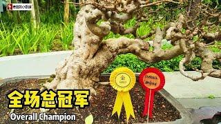 盆景盆栽展  Bonsai Exhibition ~ 雪兰莪，斯里白沙罗，Ativo 广场。