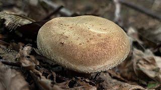 4K Paxillus involutus Mushroom Identification