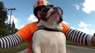 AWESOME biker dog on motorcycle waving at other bikers