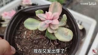 玉蝶锦彩虹多肉植物度夏有啥妙招？听刚哥怎么说？