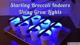 Starting Broccoli Indoors Using Grow Lights