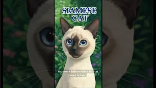 The Royal Origins Of The Siamese Cat #cat #siamese #animals