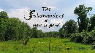 The Salamanders of New England