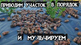 КАК ПРИВЕСТИ ЗАПУЩЕННЫЙ УЧАСТОК В ПОРЯДОК СВОИМИ РУКАМИ - Мульчирование - С Чего Мы Начали