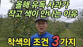 후지 착색 불량 및 대과 부족 예상 I 사과 착색의 조건 3가지