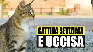 ORRORE IN PUGLIA: GATTINA SEVIZIATA E UCCISA. LA DENUNCIA, “CHI SA PARLI”