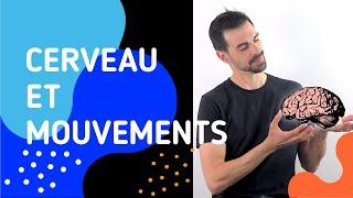 COURS DE TERMINALE SPÉCIALITÉ SVT CHAP.15: CERVEAU, MOUVEMENT VOLONTAIRE ET ACTION DE SUBSTANCES