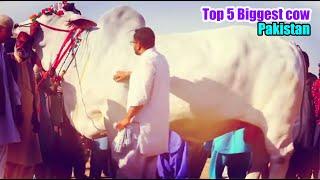 Top 5 Big Cow in Pakistan 2021 । World Biggest Giant Bulls Of Pakistan । Afridi Cattle Farm 2021