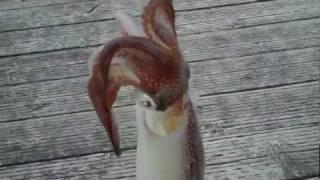 Big squid caught at Indian Point NS Canada