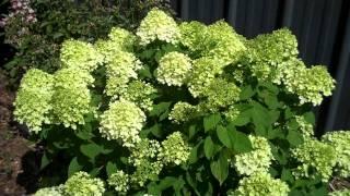 Little Lime Hydrangea - Dwarf Hydrangea