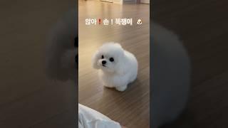 #앉아 #손 #개인기 똑쟁이 #몽이 #강아지 #귀여운 #cute #daily #dog #pets #shorts #short #vlog #reels #happy #쇼츠 #브이로그