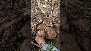 Spring King! Adventures With The Forager. #mushroom #bolete #shorts #adventure