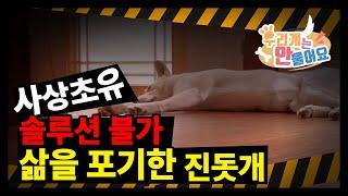 우리개연구소 사상초유!! 솔루션 불가~~!!! 역대급 이야기~~삶을 포기한 진돗개 복순이~~~#진돗개 #강아지발사탕 #강아지교육
