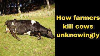 Silly mistake that cost dairy farmers incalf cows  | Avoid them