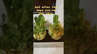 Lettuce regrowing from kitchen scraps #lettuce #regrowing #regrowlettuce #useful #recycling