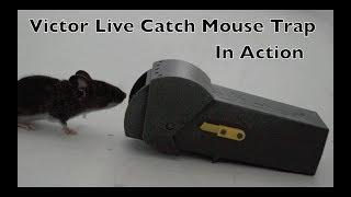 Victor Live Catch Mouse Trap In Action - Full Review - Not Good.