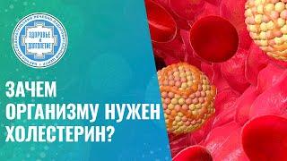 ​​​ Зачем организму нужен холестерин?