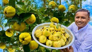 Jannati Phal Ka Jam | Quince Fruit Benefits | Benefits Of Safarjal | Bahi Dana | Village Food Secret