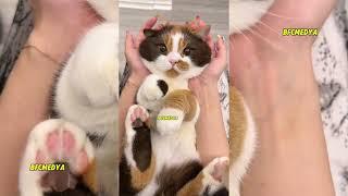 Hilarious CatS:Must-See Meow Moments! #shorts #animals #cats #dogs #funny #funnyanimals #kedi #köpek