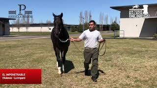 HARAS LA PASION - EL IMPENETRABLE