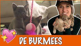 IK WIL EEN BURMEES! | DierenpraatTV