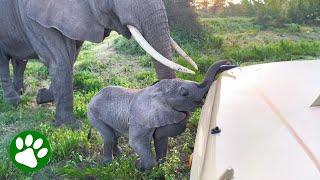 Mama elephant tries to stop stubborn baby from entering tourist bus