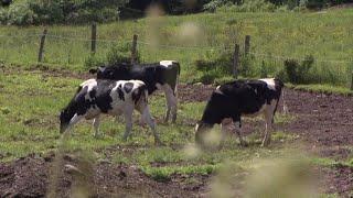 Dairy farms may close as contracts run out