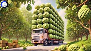 How US Farmers Harvest & Process Millions of Tons of Custard Apples and Fresh Fruits & Vegetables