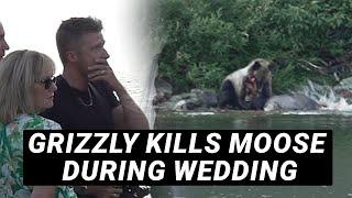 Grizzly Bear Kills Moose During Wedding - The Wedding Videographer's Take