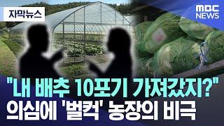 [자막뉴스] "내 배추 10포기 가져갔지?" 의심에 '벌컥' 농장의 비극 (2024.09.24/MBC뉴스)