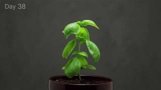  Growing Basil Time Lapse - 40 days in 1 minute.