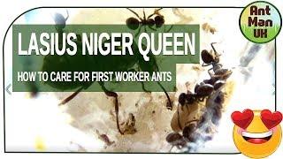 Lasius Niger Ants - How to Care for your First Worker Ants