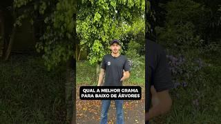 Essa é a melhor grama para baixo de árvores  #vidadejardineiro