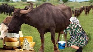 From Farm to Table: Making Mozzarella Cheese from Fresh Buffalo Milk