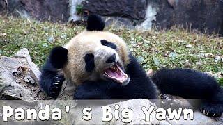 A Big Yawn From A Sleepy Panda | iPanda