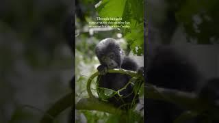 Discover the Magic of Six-figure Gorilla Tour on Video