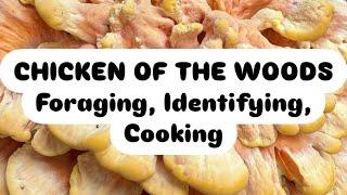 Foraging, Identifying, Cooking Chicken of the Woods (Laetiporus sulphureus)