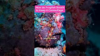 How does Frogfish Breath to Keep it Camouflage?#frogfish  #amazingvideo #anilaodivingandresorts