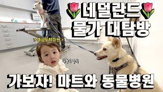 네덜란드 생존 필수 마트 2곳과 동물병원 물가 대공개 | 이민 정착기6