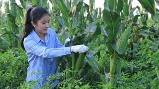 Beautiful Farm Corn In My Village / Easy & Yummy Corn Recipes / Prepare By Countryside Life TV.