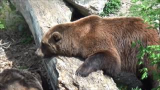 Alpine Zoo, Innsbruck, Austria