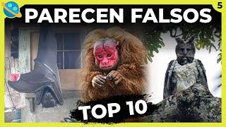 TOP 10 Animales terroríficos  y de apariencia fantástica , pero son 100% reales !!