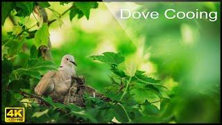 ️ 4K Eurasian Collared Dove Call , Birdwatching Coo Call Bird Sounds (4 hours)  Dove Cooing